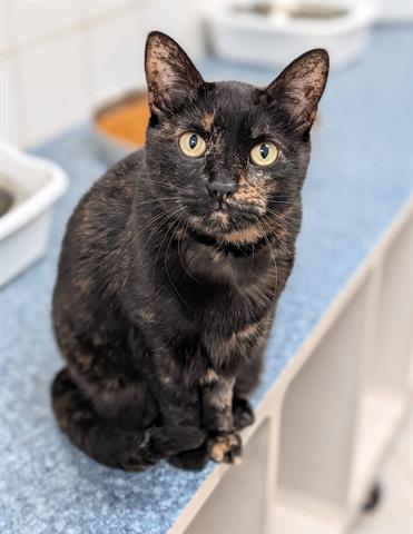 Enlarge SOPHIE, a Adoptable Domestic Short Hair in Canfield, OH image 1/2