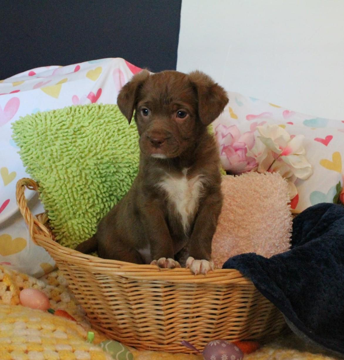 Enlarge Gretel, an adopted mixed breed in Oklahoma City, OK image 1/3