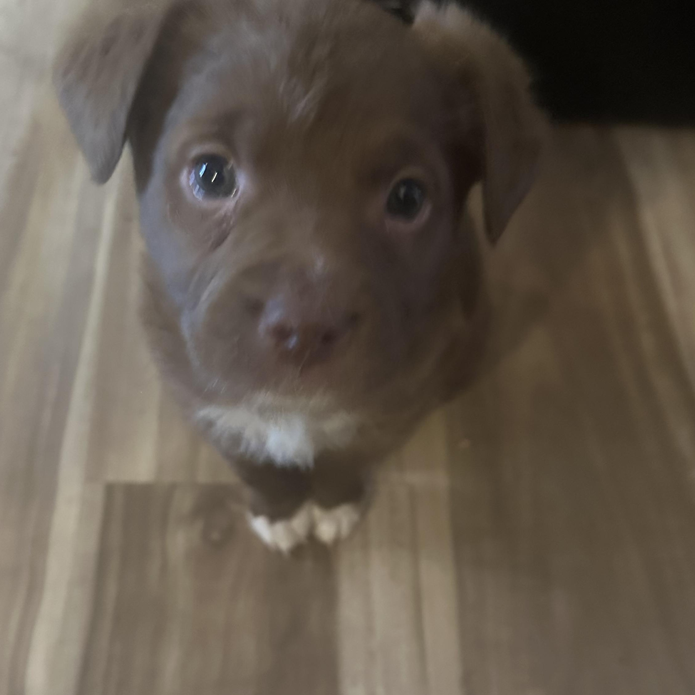 Enlarge Gretel, an adopted mixed breed in Oklahoma City, OK image 3/3