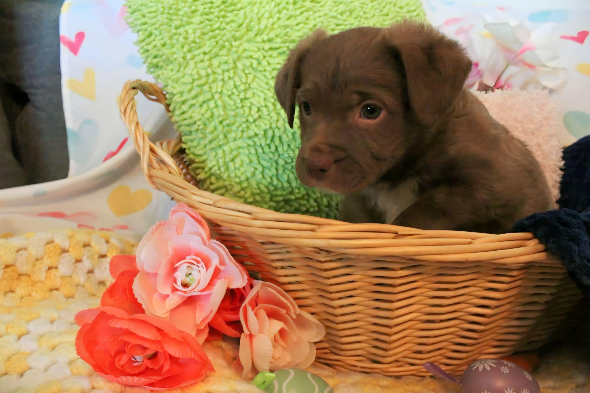 Enlarge Gretel, an adopted mixed breed in Oklahoma City, OK image 2/3