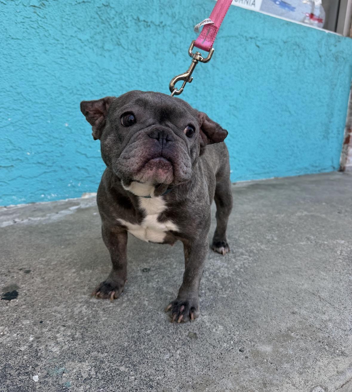 Enlarge Sweetie, a ADOPTABLE French Bulldog in Marina Del Rey, CA image 2/6