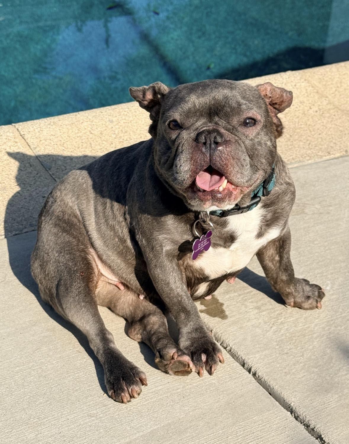 Enlarge Sweetie, a ADOPTABLE French Bulldog in Marina Del Rey, CA image 1/6