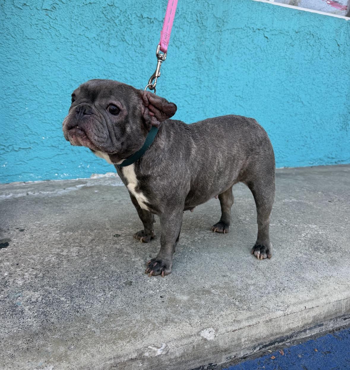 Enlarge Sweetie, a ADOPTABLE French Bulldog in Marina Del Rey, CA image 4/6