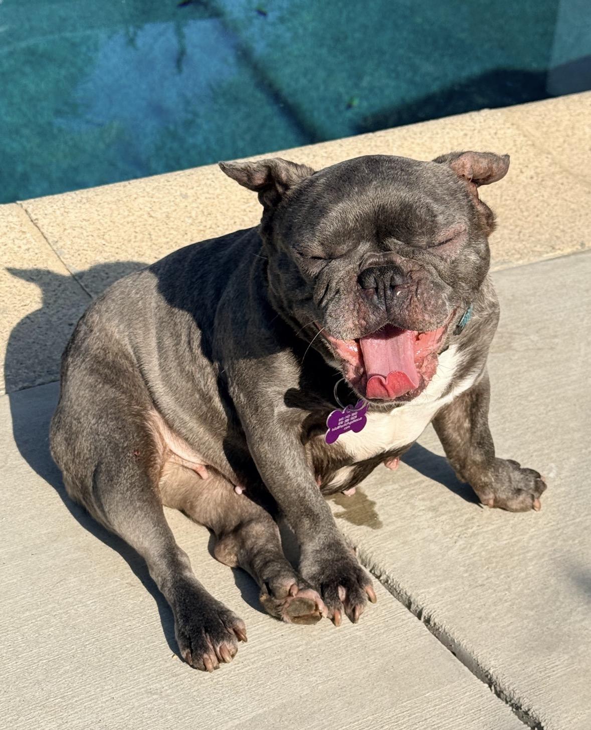 Enlarge Sweetie, a ADOPTABLE French Bulldog in Marina Del Rey, CA image 6/6