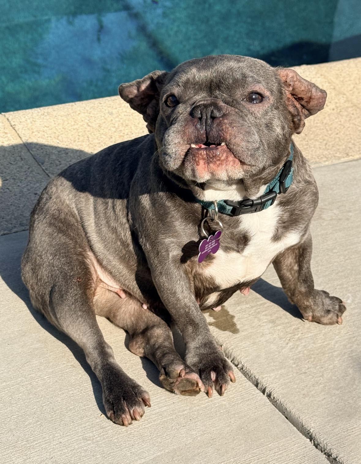 Enlarge Sweetie, a ADOPTABLE French Bulldog in Marina Del Rey, CA image 3/6