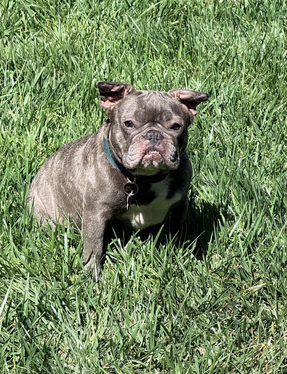 Enlarge Sweetie, a ADOPTABLE French Bulldog in Marina Del Rey, CA image 5/6