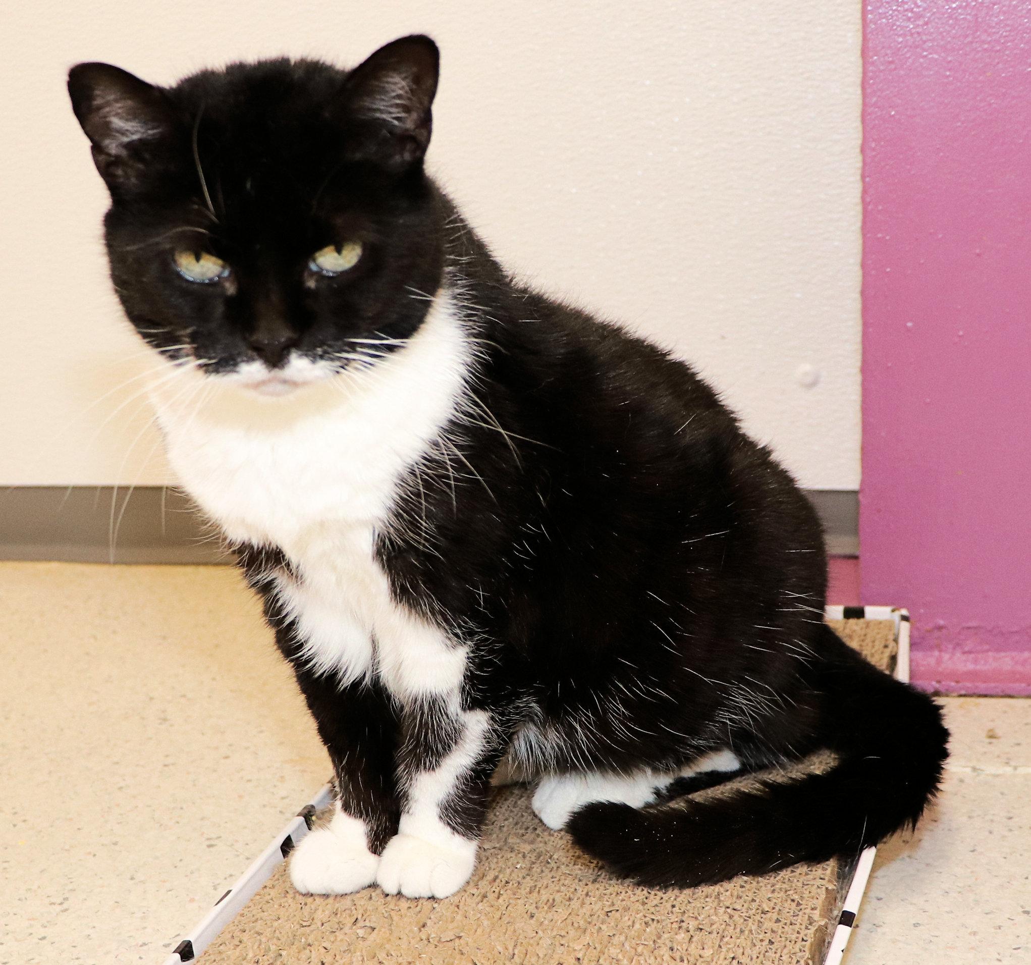 Enlarge Panda, a Adoptable Domestic Short Hair in Cincinnati, OH image 2/3