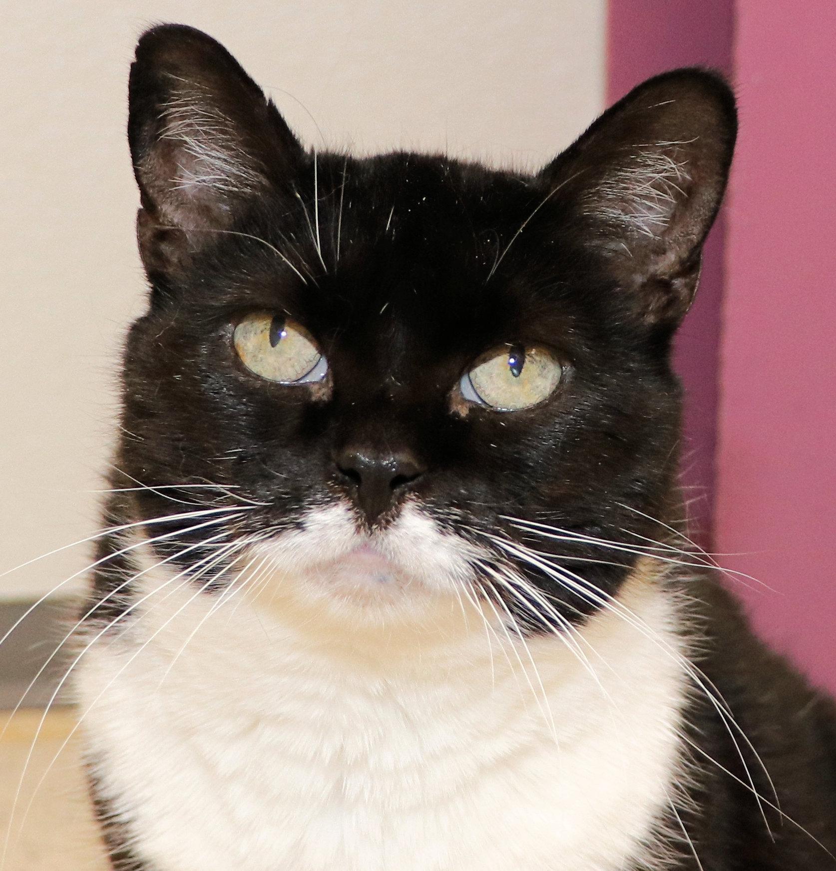 Enlarge Panda, a Adoptable Domestic Short Hair in Cincinnati, OH image 1/3