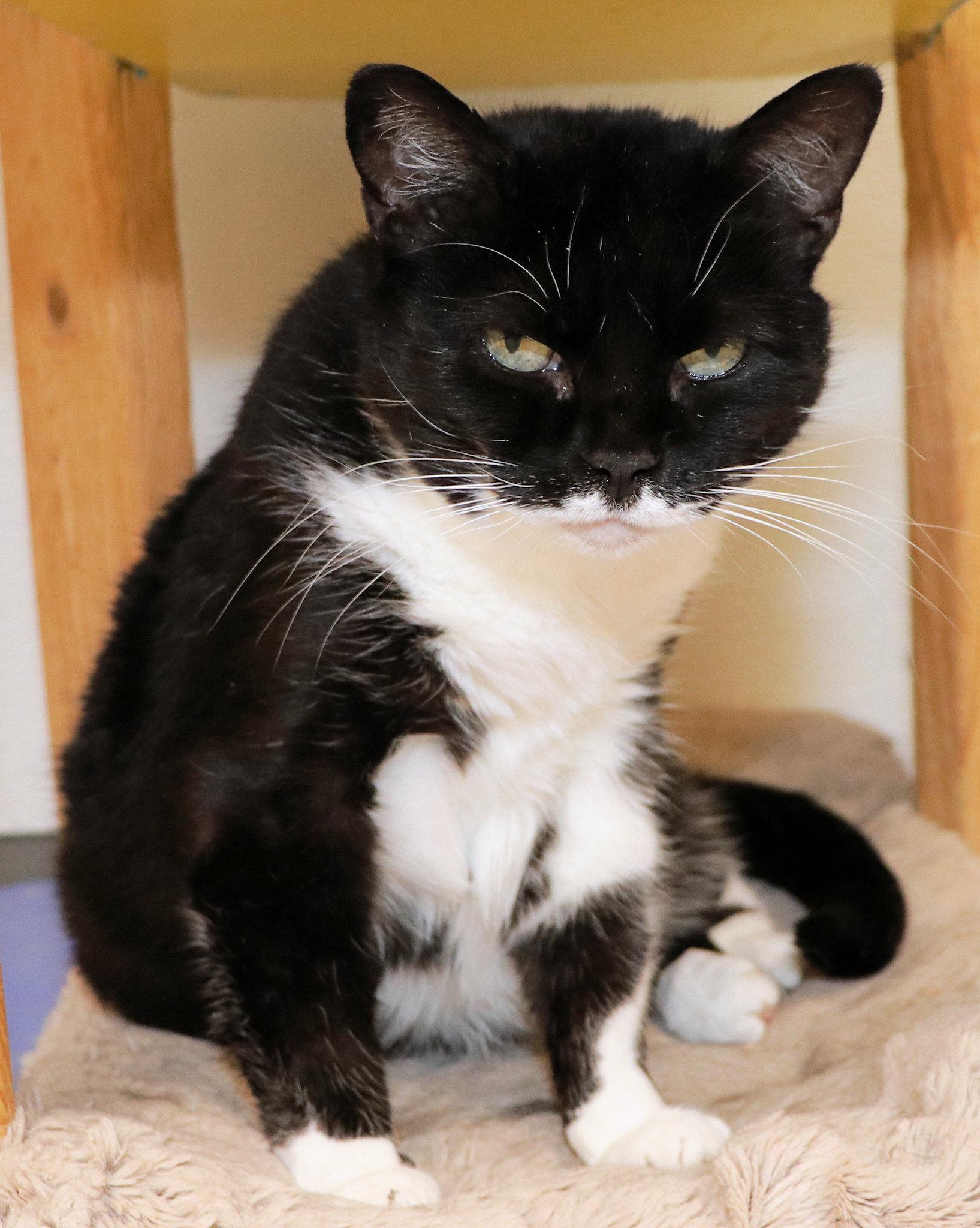 Enlarge Panda, a Adoptable Domestic Short Hair in Cincinnati, OH image 3/3