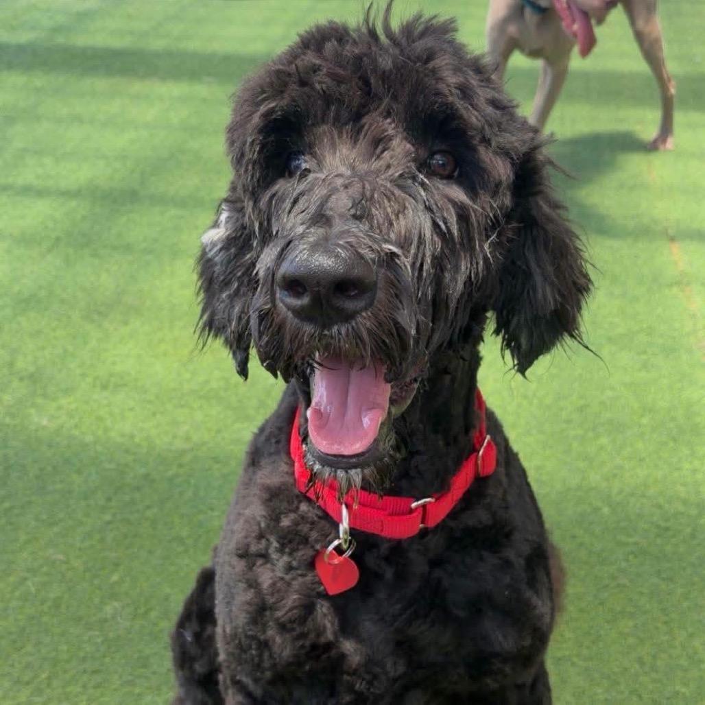 Vinny, Adoptable, Young Male Old English Sheepdog & Black Russian Terrier.