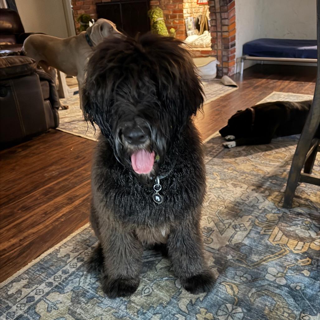Vinny, Adoptable, Young Male Old English Sheepdog & Black Russian Terrier.