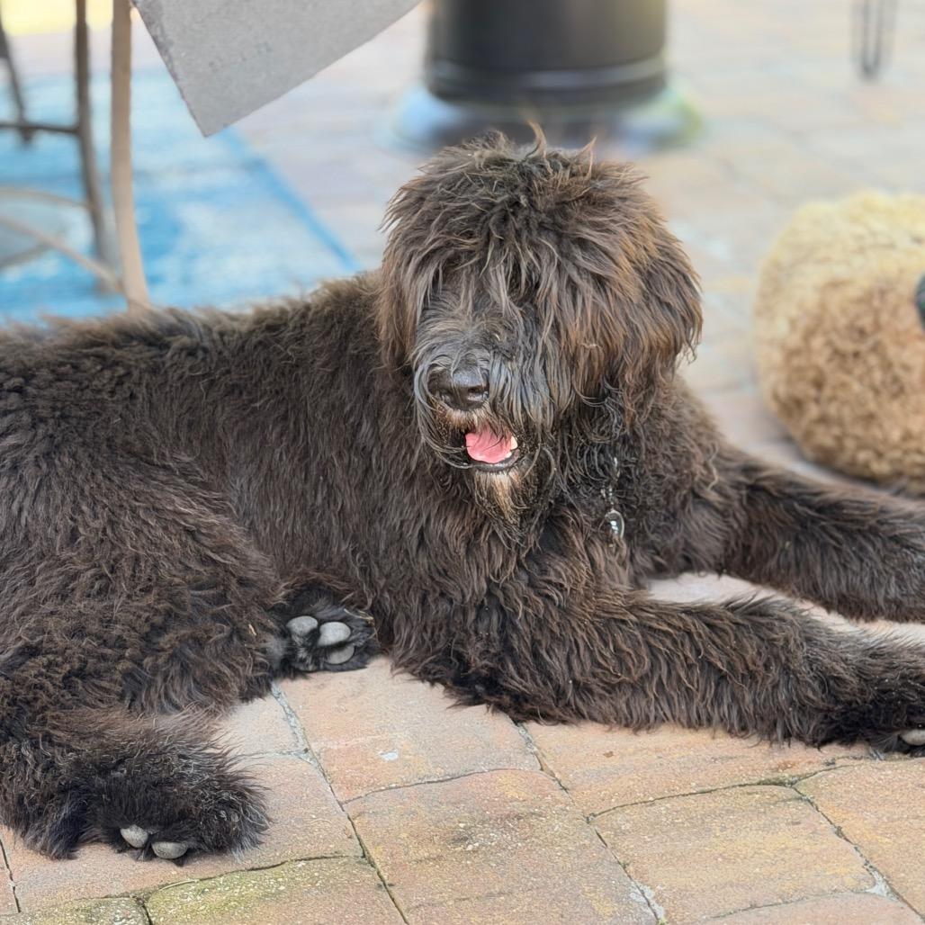 Enlarge Vinny, a Adoptable mixed breed in Sarasota, FL image 4/6