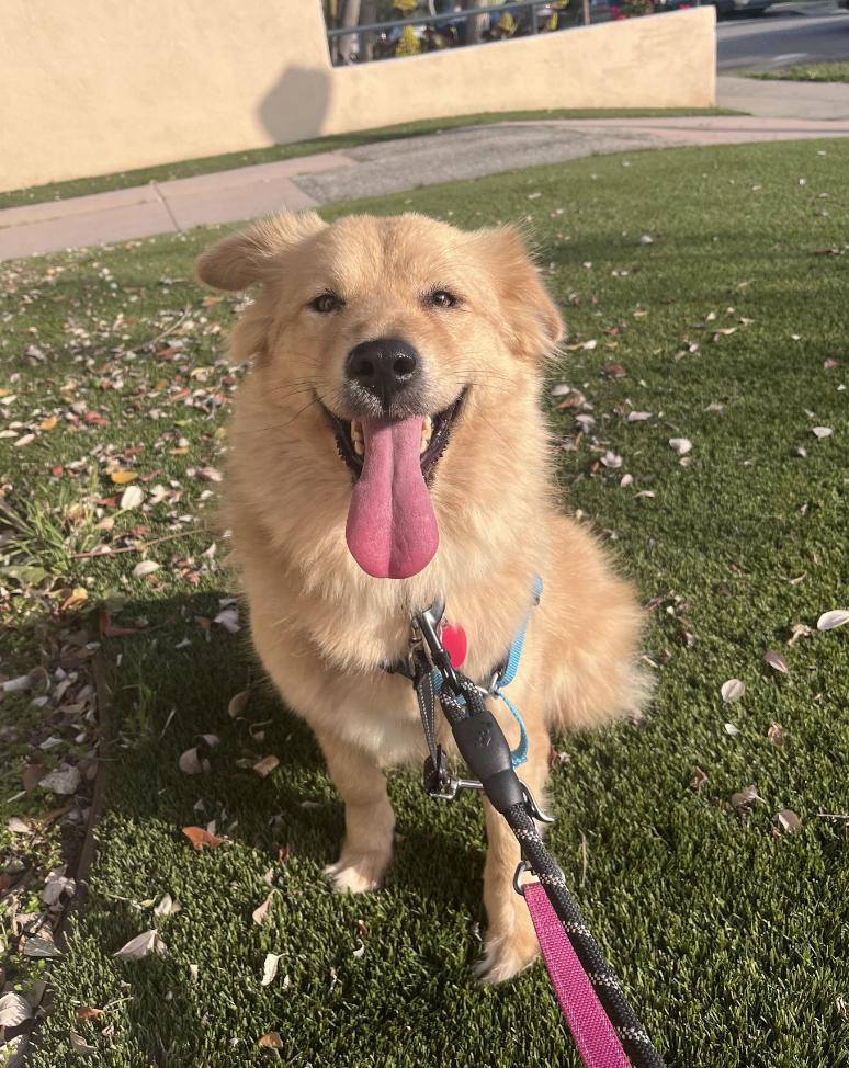 Stardust, an adoptable Jindo in los angeles, CA, 90046 | Photo Image 2