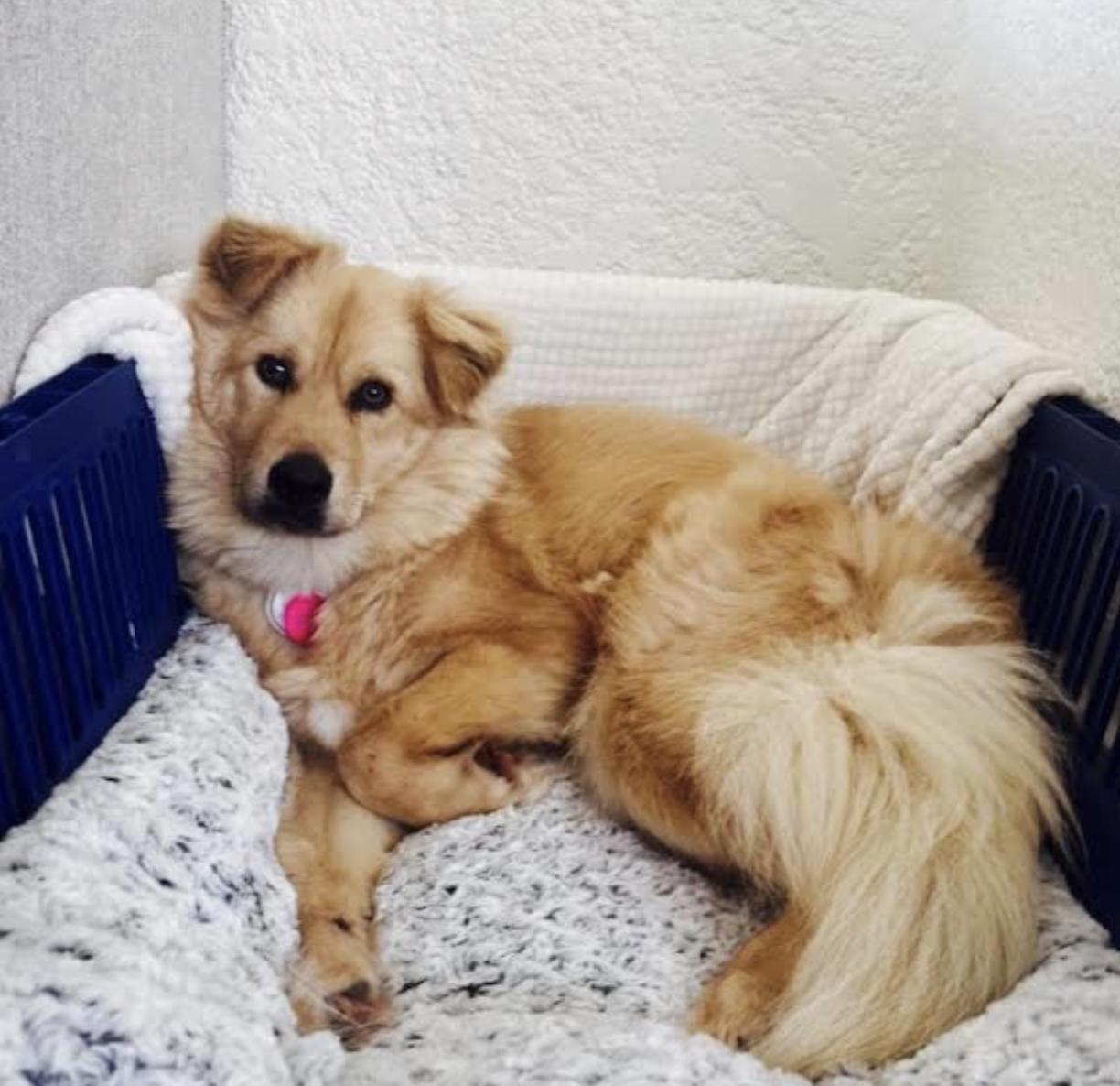 Stardust, an adoptable Jindo in los angeles, CA, 90046 | Photo Image 6