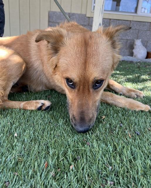 Alfie, a ADOPTABLE mixed breed in Phoenix, OR image 2/4