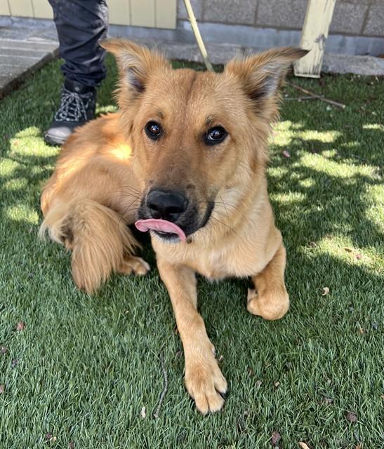 Alfie, a ADOPTABLE mixed breed in Phoenix, OR image 4/4