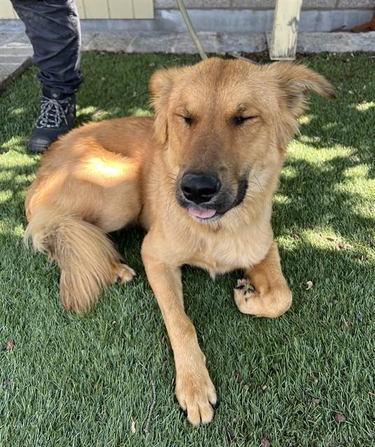 Alfie, ADOPTABLE, Young Male German Shepherd Dog.