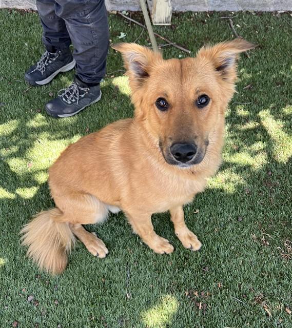 Alfie, a ADOPTABLE mixed breed in Phoenix, OR image 3/4