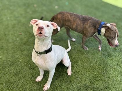 Orange Chicken, Adoptable, Adult Male American Bulldog & Mixed Breed.