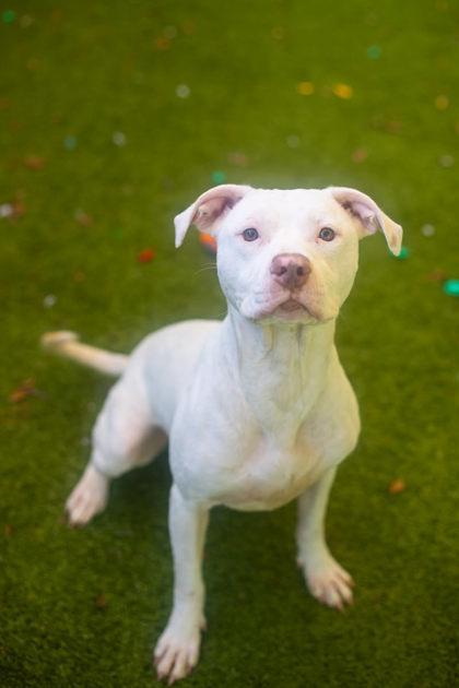 Orange Chicken, a Adoptable mixed breed in Gainesville, FL image 2/3