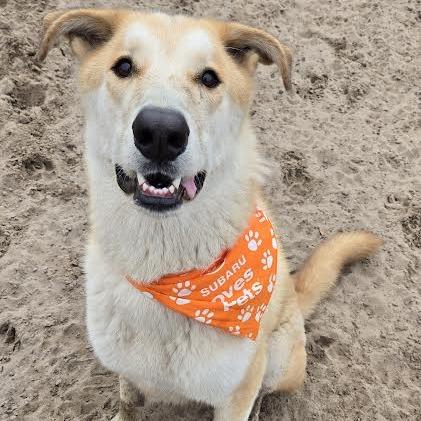 London, a Adoptable mixed breed in Ocala, FL image 1/5