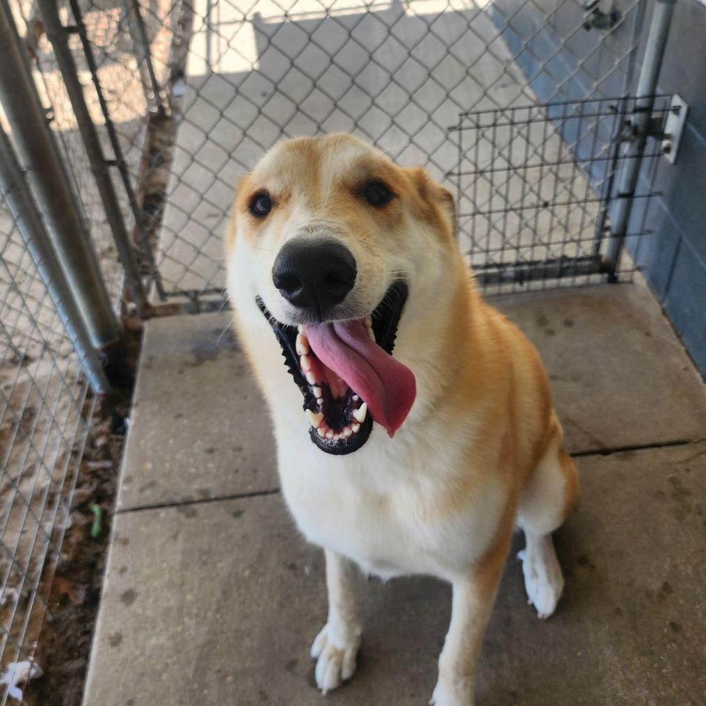 London, a Adoptable mixed breed in Ocala, FL image 4/5
