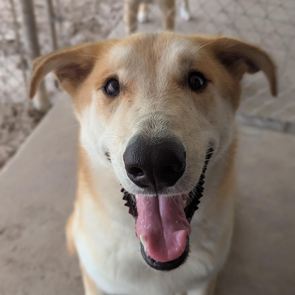 London, a Adoptable mixed breed in Ocala, FL image 5/5