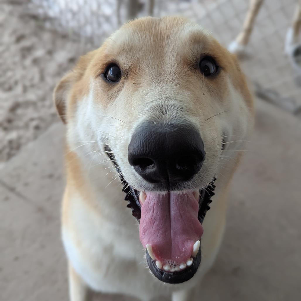 London, a Adoptable mixed breed in Ocala, FL image 3/5