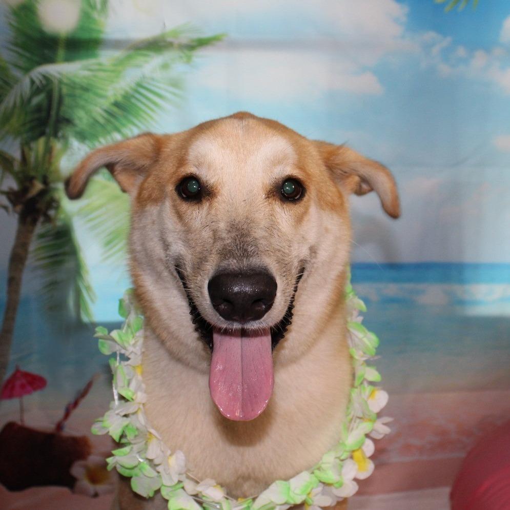 London, a Adoptable mixed breed in Ocala, FL image 2/5