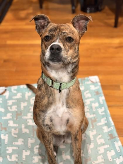 Maple - Available in Foster, Adoptable, Adult Female Mountain Cur & Mixed Breed.