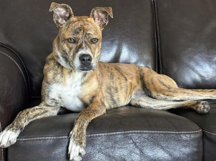 Enlarge Maple - Available in Foster, a Adoptable mixed breed in Madison, NJ image 2/3