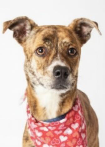 Enlarge Maple - Available in Foster, a Adoptable mixed breed in Madison, NJ image 3/3
