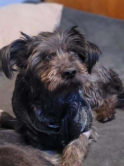 Enlarge Philip, an adopted mixed breed in Vernon, CT image 2/5