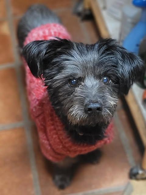 Philip, adopted, Adult Male Cairn Terrier & Miniature Schnauzer.