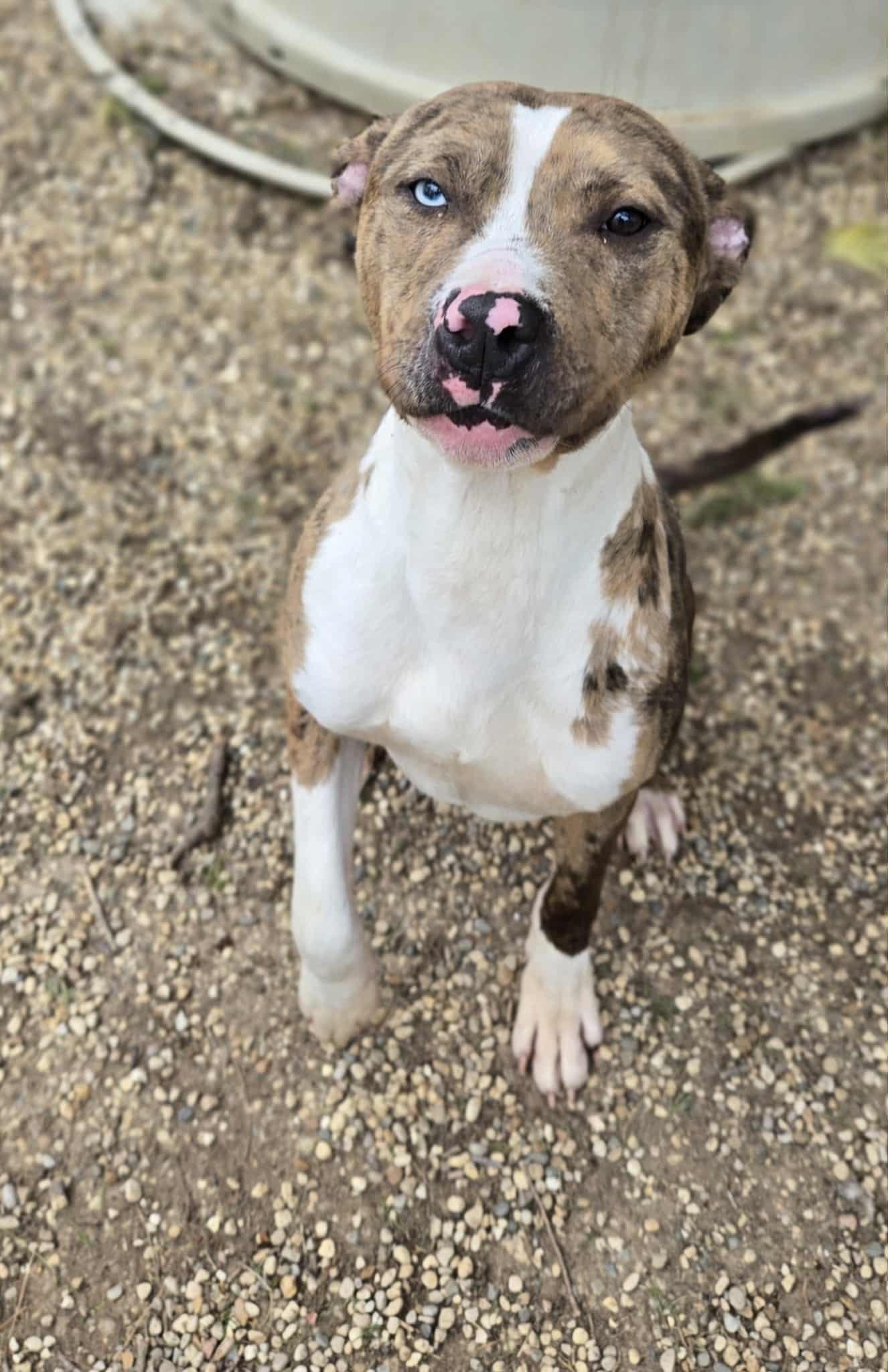 Enlarge Marco, a ADOPTABLE Terrier in Dodgeville, WI image 2/3