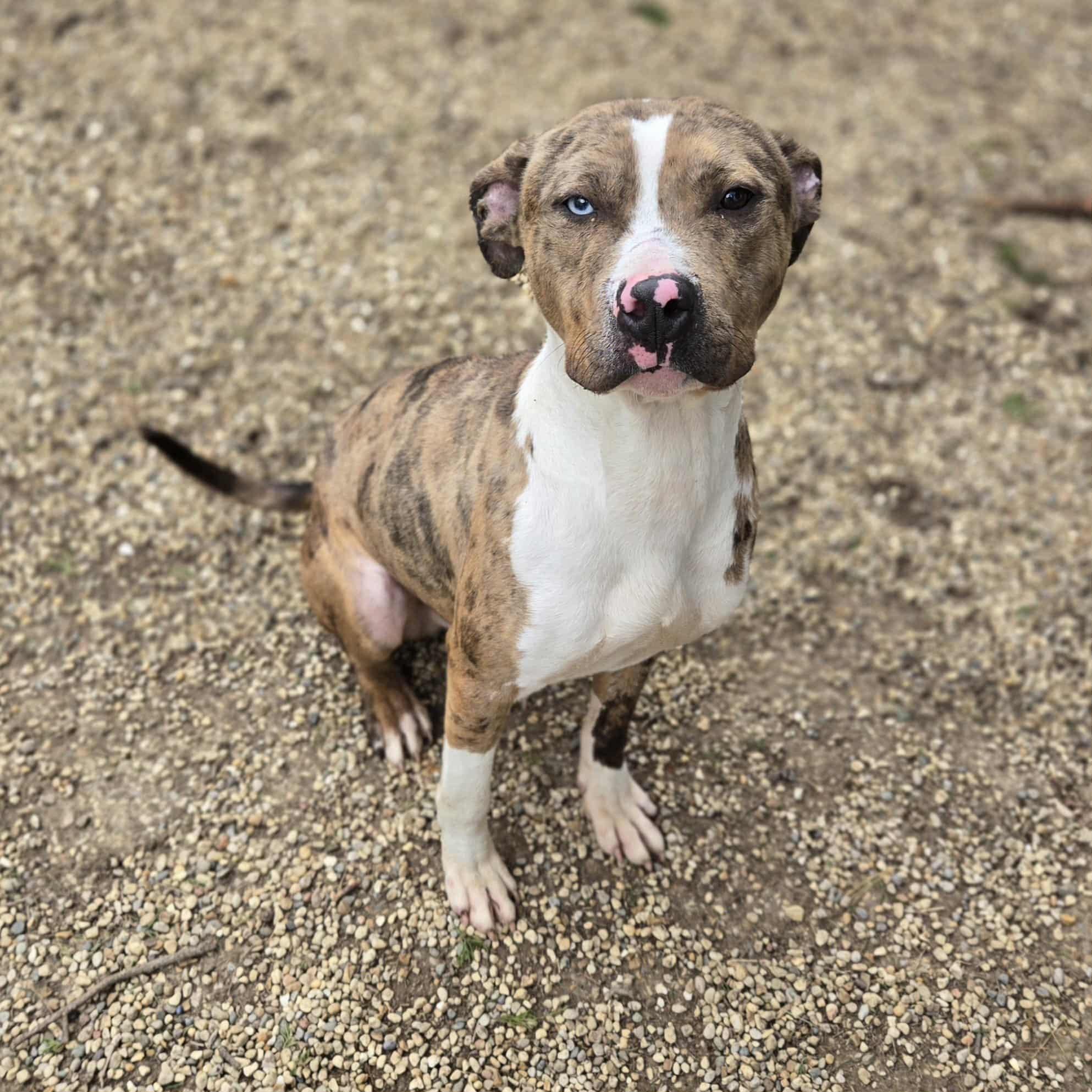Marco, ADOPTABLE, Adult Male Terrier.