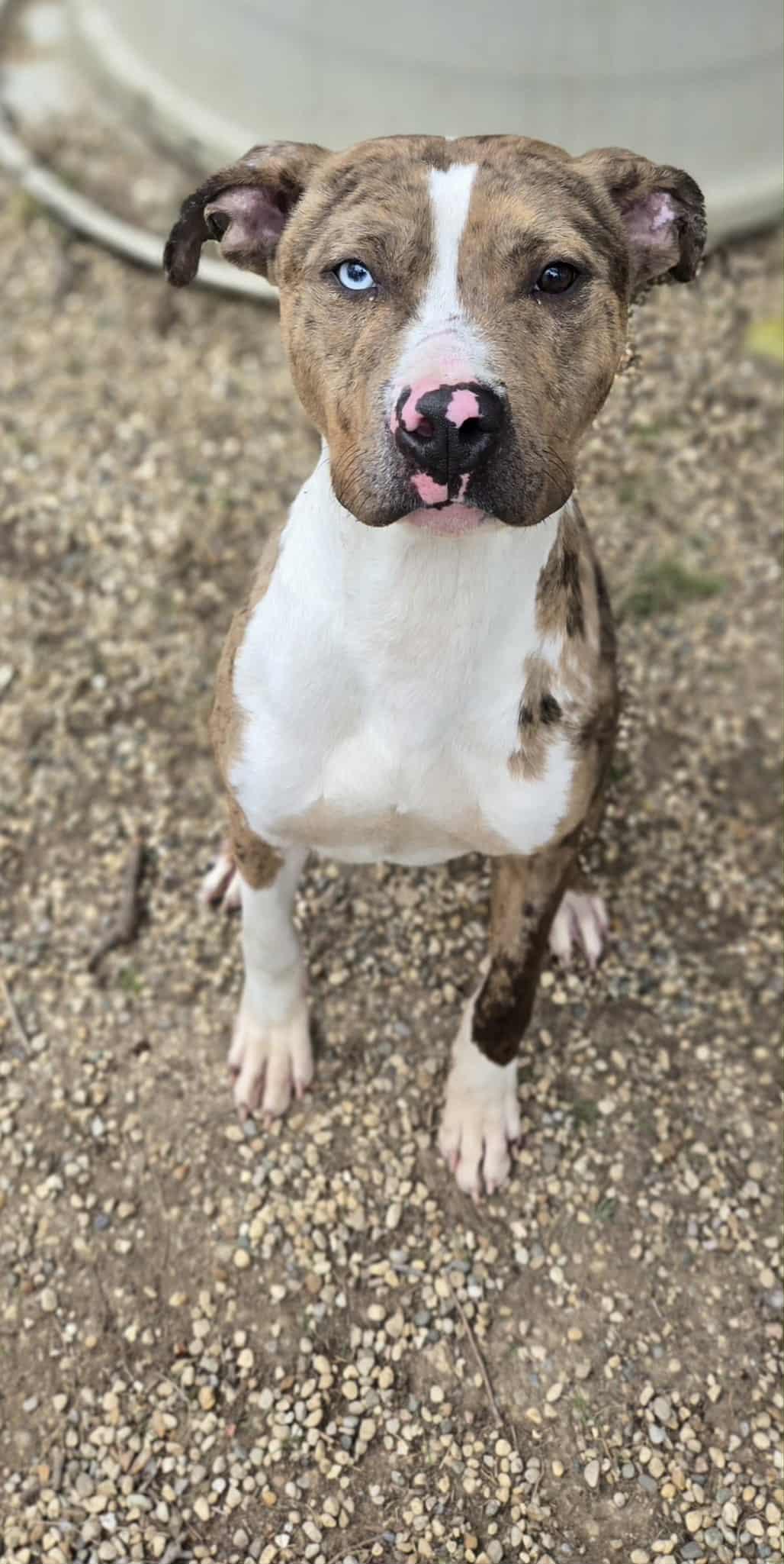 Enlarge Marco, a ADOPTABLE Terrier in Dodgeville, WI image 3/3