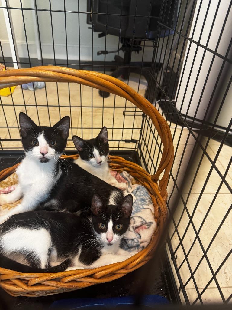 Sparrow, Adoptable, Kitten Male Domestic Short Hair & Domestic Short Hair.