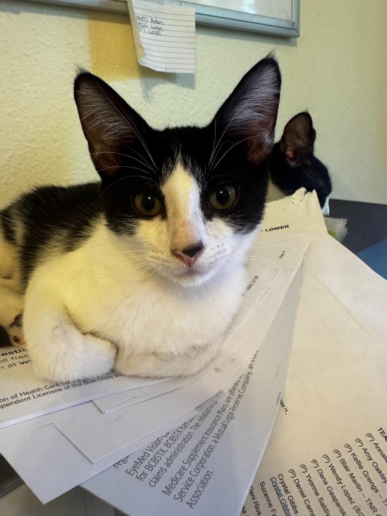 Enlarge Sparrow, a Adoptable mixed breed in San Antonio, TX image 2/4
