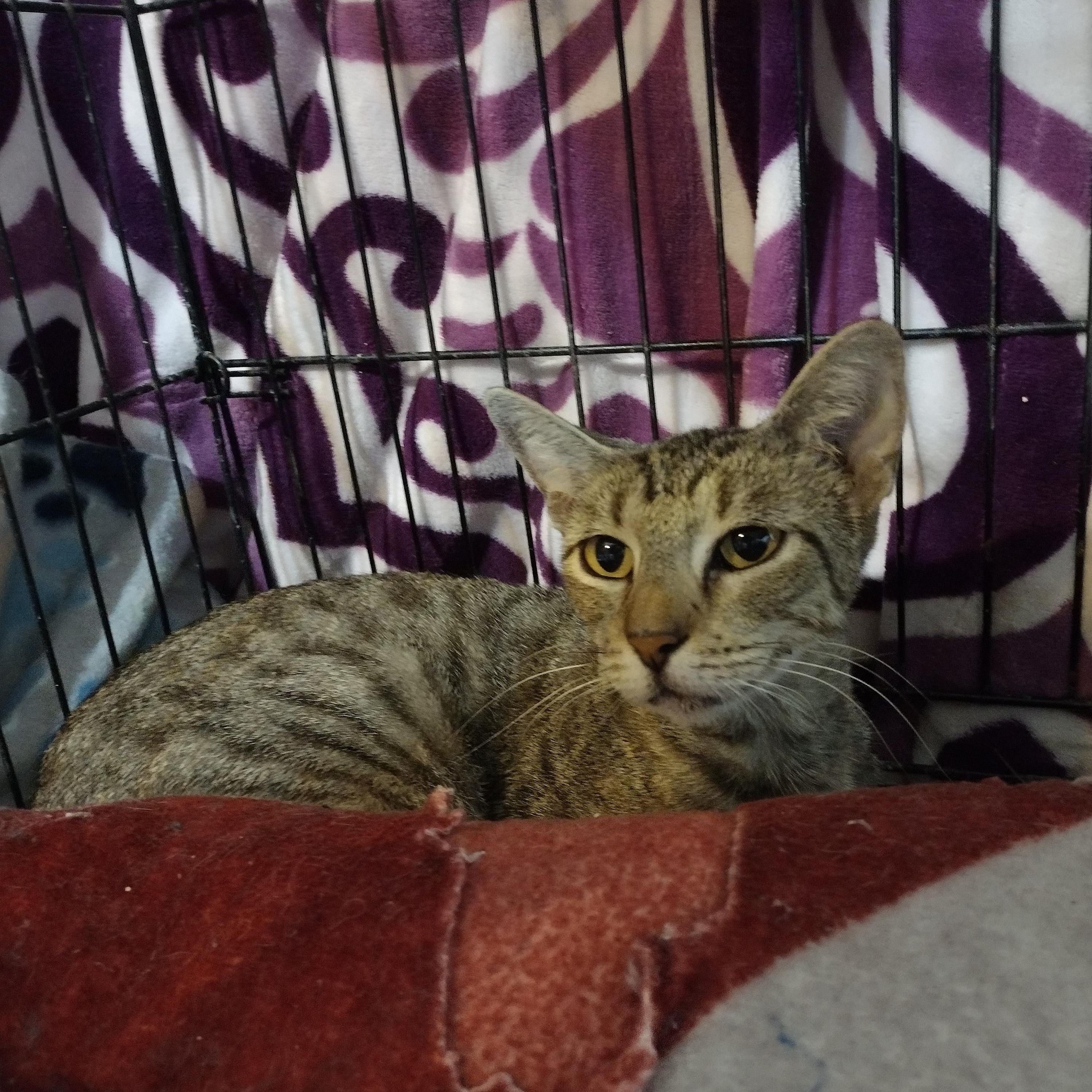 Maevyn the manx, Adoptable, Adult Female Manx.