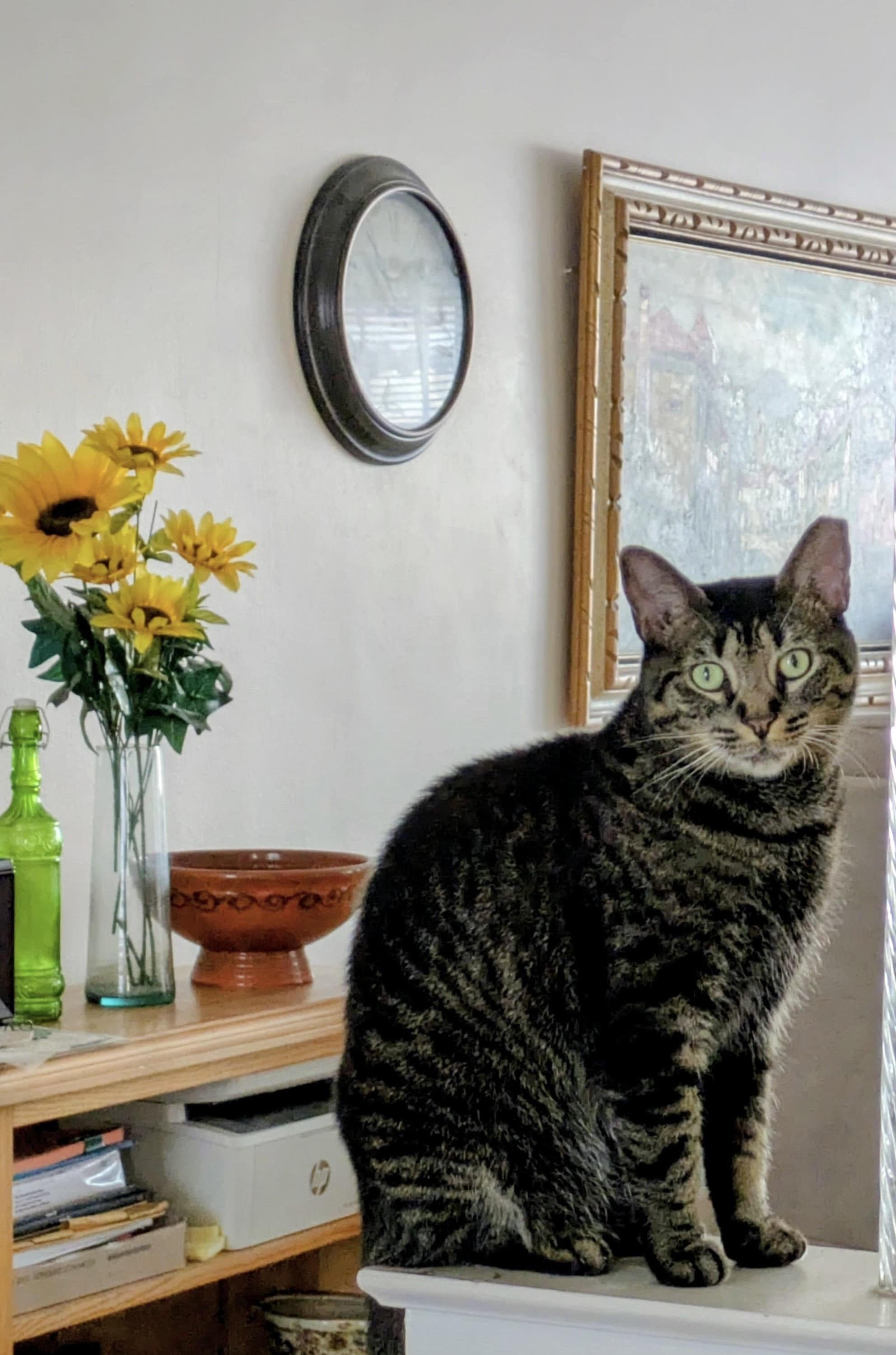 Mariposa, Adoptable, Adult Female Domestic Short Hair.