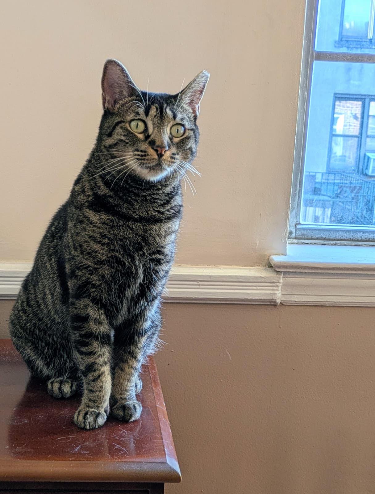 Enlarge Mariposa, a Adoptable Domestic Short Hair in Stamford, CT image 5/6