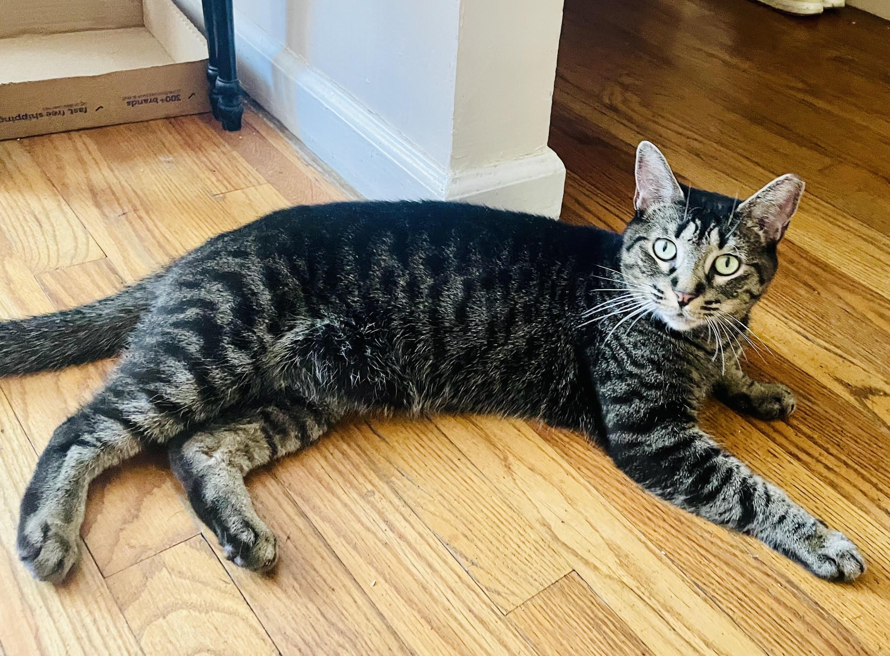 Enlarge Mariposa, a Adoptable Domestic Short Hair in Stamford, CT image 4/6