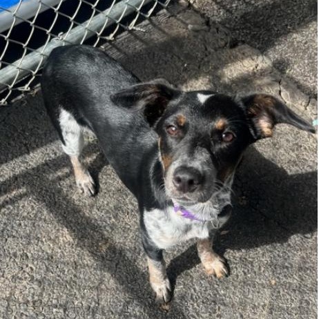 Tansy, Young Female Cattle Dog