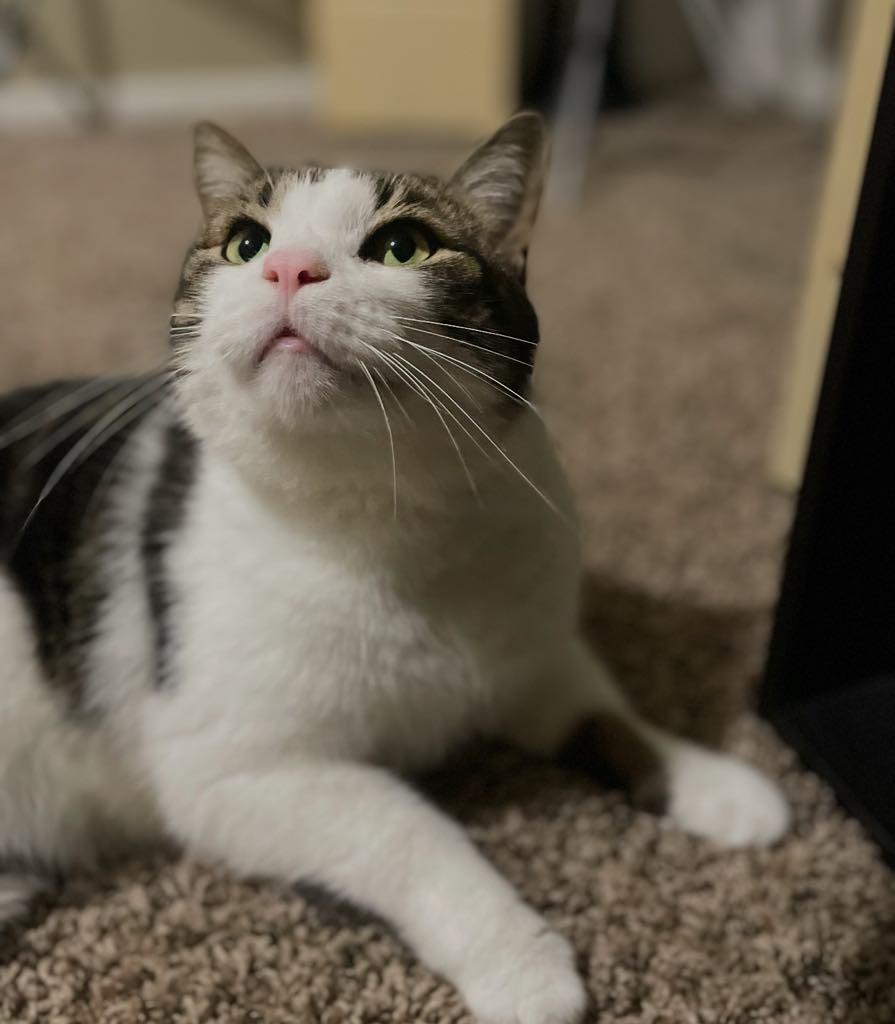 Sir, Adoptable, Adult Male Domestic Short Hair.