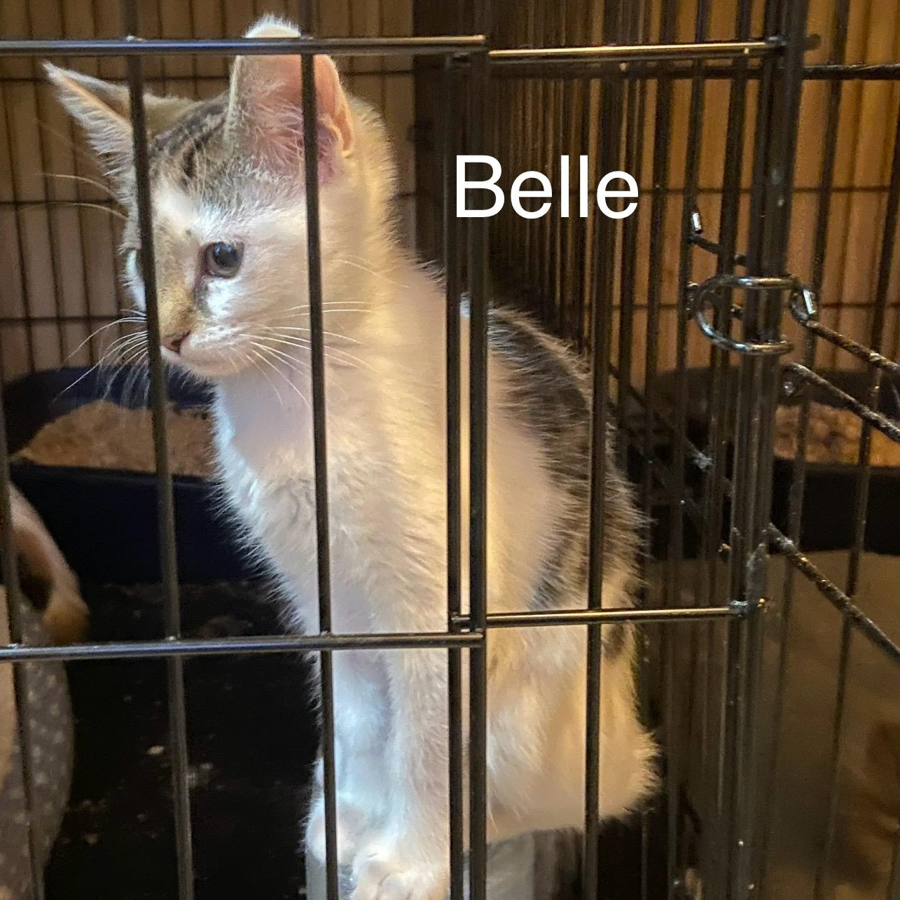 Enlarge Belle, a Adoptable Domestic Short Hair in Anna, TX image 1/4