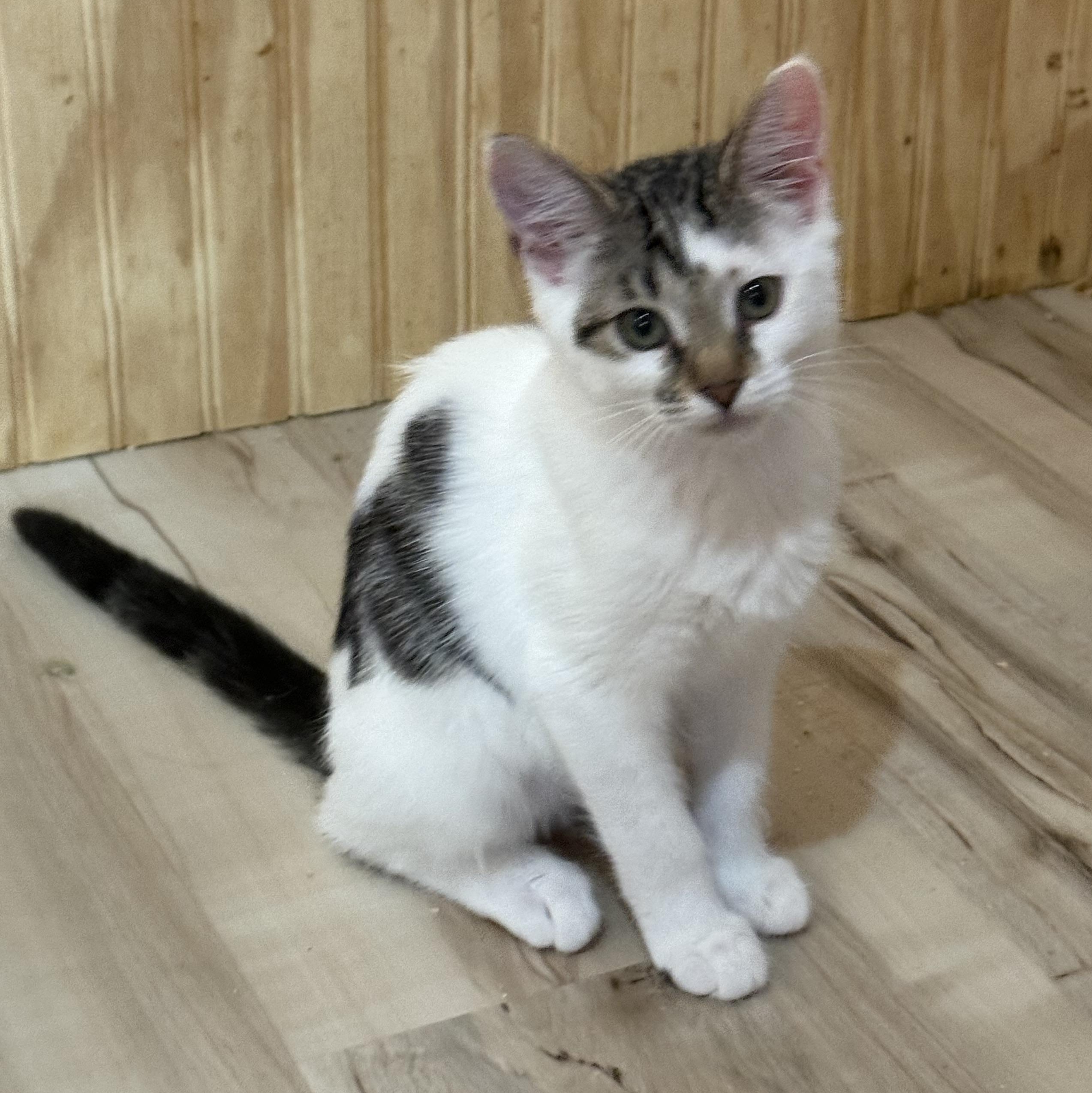 Enlarge Belle, a Adoptable Domestic Short Hair in Anna, TX image 2/4