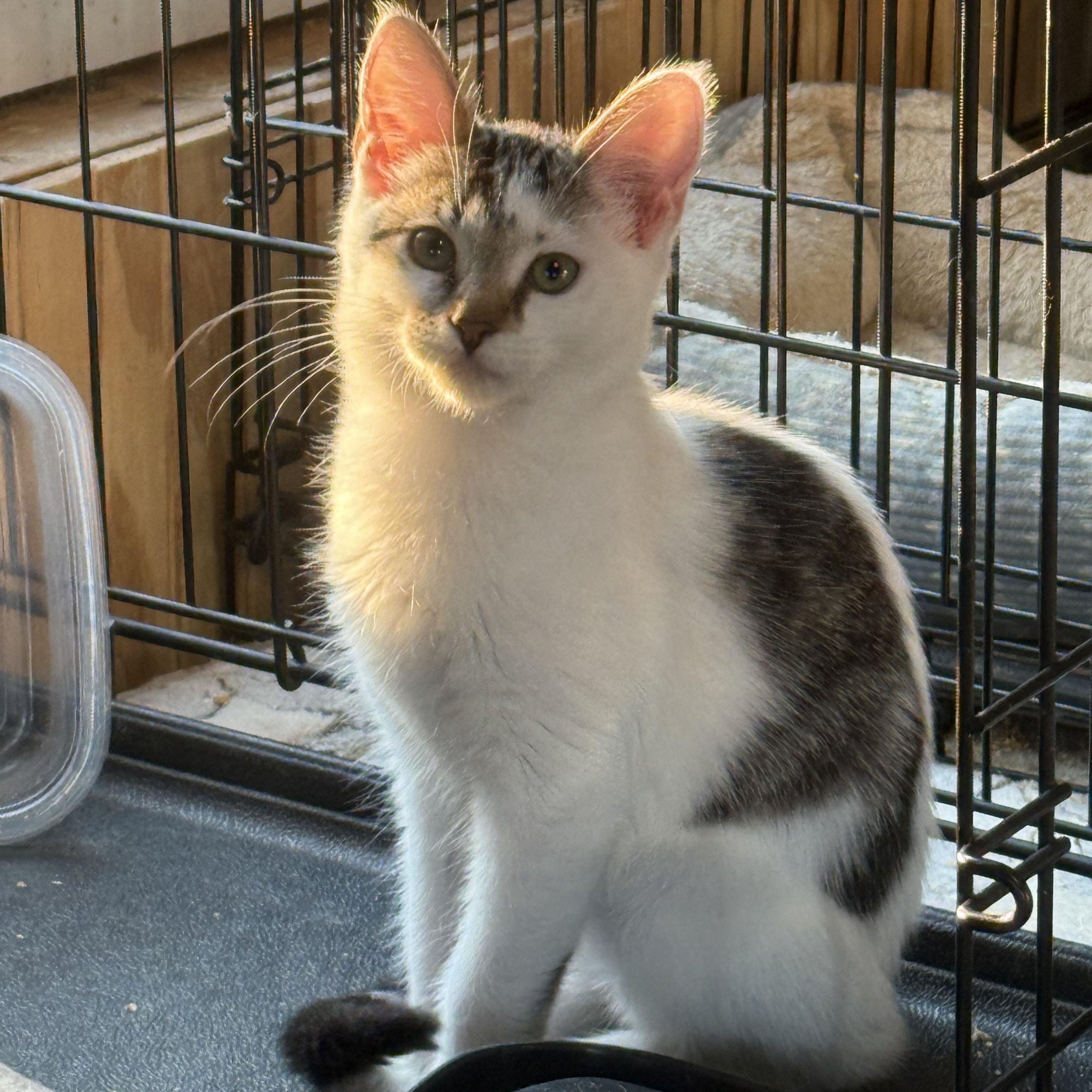 Enlarge Belle, a Adoptable Domestic Short Hair in Anna, TX image 3/4