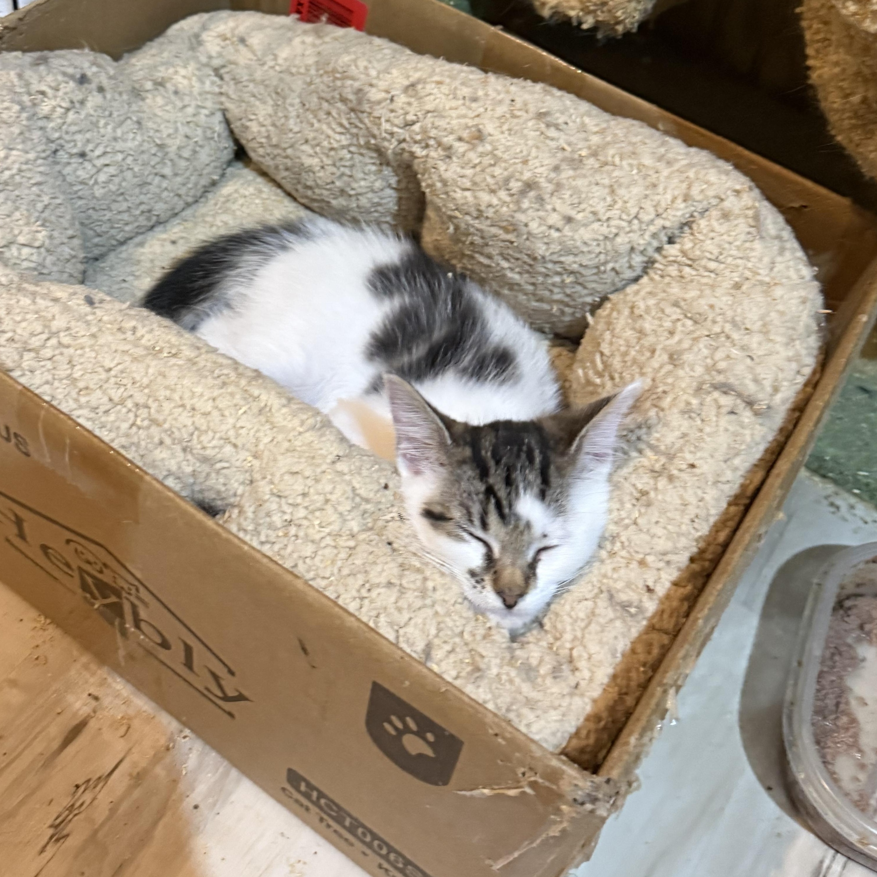 Enlarge Belle, a Adoptable Domestic Short Hair in Anna, TX image 4/4