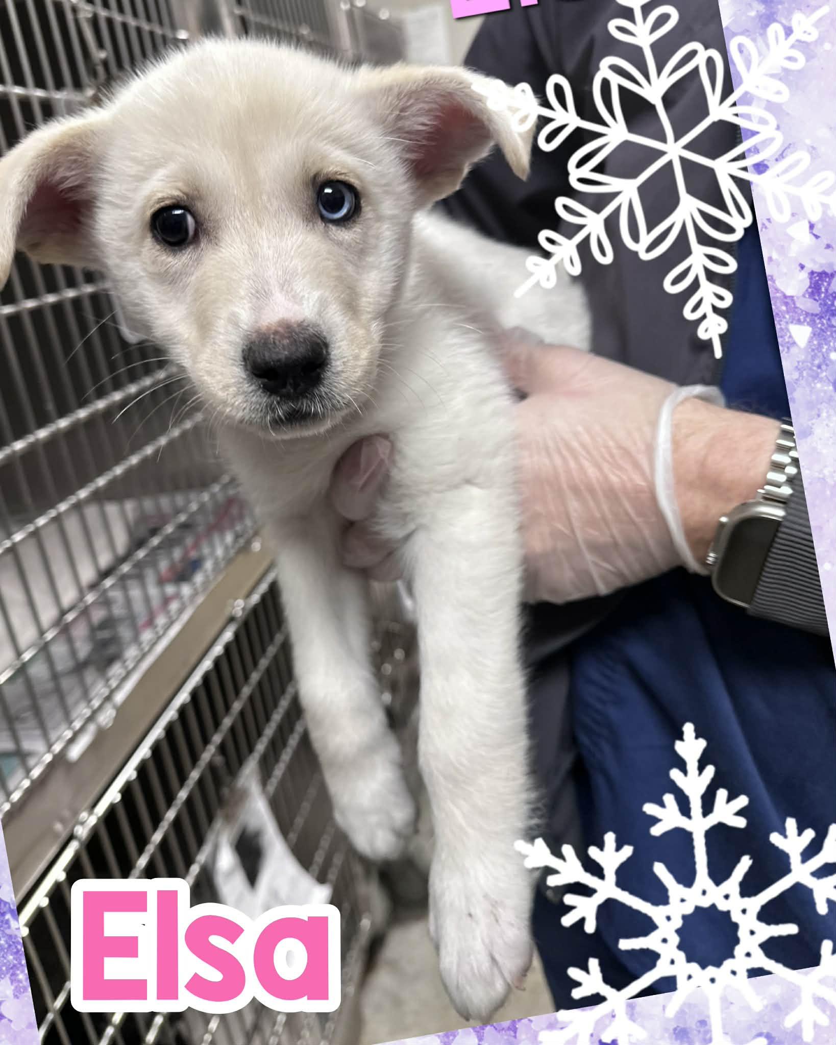 Elsa, adopted, Puppy Female Labrador Retriever & Australian Shepherd.